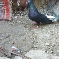 نر زاغ دمسفید ماده گلی پلنگ نر کلاغ