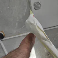 عروس هلندی