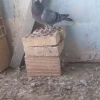 نر زرهی عراق
