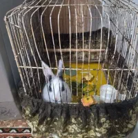 خرگوش باقفسش