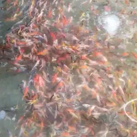 ماهی وتنگ|ماهی|یزد, |دیوار