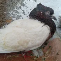 کبوتر رایگان هر کی میخواد