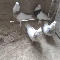 دوجفت طوقی به فروش میرسد|پرنده|قهستان, |دیوار