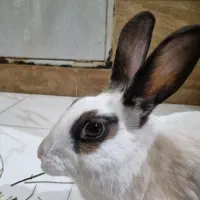 واگذاری خرگوش