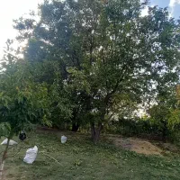 گردو زن حرفه ای