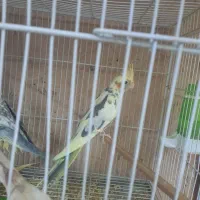 طوطی عروس|پرنده|سبزوار, توحیدشهر|دیوار