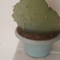 گل کاکتوس|گل و گیاه طبیعی|مشهد, انقلاب|دیوار