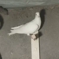 سرخ|پرنده|تربتحیدریه, دیزقند|دیوار