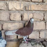 سرخ|پرنده|آران و بیدگل, |دیوار