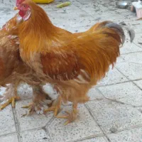 مرغ وخروس