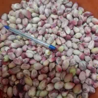 پسته سفید درجه یک تازه مه ولات ارسال رایگان|خوردنی و آشامیدنی|مشهد, سیس‌آباد|دیوار