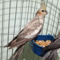 عروس هلندی ماده