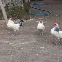 خروس مینیاتوری