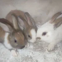 خرگوش|موش و خرگوش|فسا, |دیوار