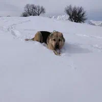 سگ پژدر|سگ|مریوان, |دیوار