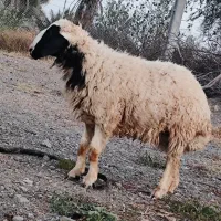 غوچ