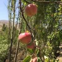 فروش-زمین