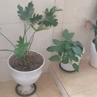 گل والدانو سرحال