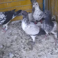 تعدادی کبوتر رنگه قیمت مناسب