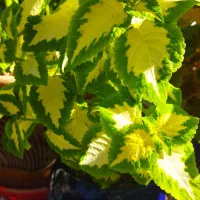 تخفیف پاییزی گلها