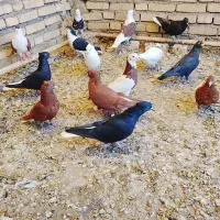 حمیدیه|پرنده|سوسنگرد, |دیوار