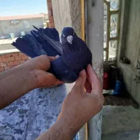 ذاع نر ماده