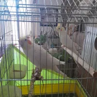 عروس هلندی نرو ماده