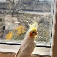 یک عدد گرینچیک و عروس هلندی|پرنده|نوشهر, |دیوار