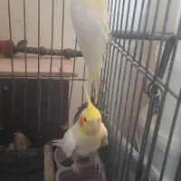 جفت طوطی عروس هلندی