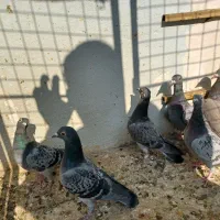 ۸عدد کفتر المانی ماده ۲عددسرکه ای ماده|پرنده|تهران, شیوا|دیوار