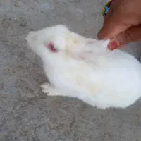 خرگوش نر ماده