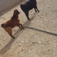 بز‌‌و‌بزغاله|حیوانات مزرعه|همدان, |دیوار