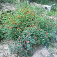 باغچه در خالد آباد