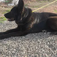 توله ژرمن بلک‌۶ماهه