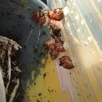 حلزون فروشی فوری