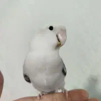 طوطی برزیلی ـ کوتوله|پرنده|محمدیه-قزوین, |دیوار