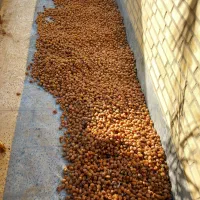 خرمای برحی
