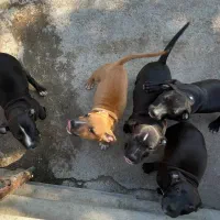 توله ۷۰روزه پیتبول فروشی قیمت توافقی|سگ|ساری, |دیوار