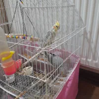 عروس هلندی