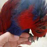 طوطی اکالکتوس رام