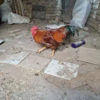 ۱۰۰ عدد خروس محلی سیاه|حیوانات مزرعه|الوند, |دیوار