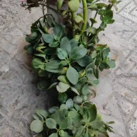 قلمه گل برگ قاشقی