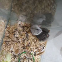 همستر سفیدرنگ ماده