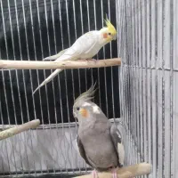 عروس هلندی نرو ماده