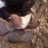 کبوتر|پرنده|تبریز, |دیوار