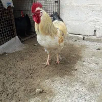 فروش خروس