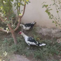 تعدادی بوغلمون واردک اسرائیلی برای فروش