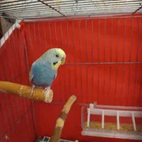 مرغ عشق سخنگو