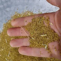 بذر یونجه محلی|گل و گیاه طبیعی|مریوان, |دیوار