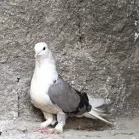 کبوتر